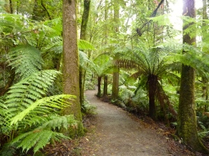 The forest track.